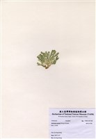 藏品(楔形仙掌藻)的圖片